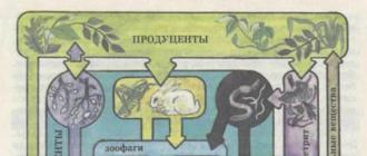 Роль продуцентов, консументов и редуцентов в сохранении жизни на земле